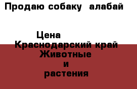 Продаю собаку “алабай“ › Цена ­ 5 000 - Краснодарский край Животные и растения » Собаки   
